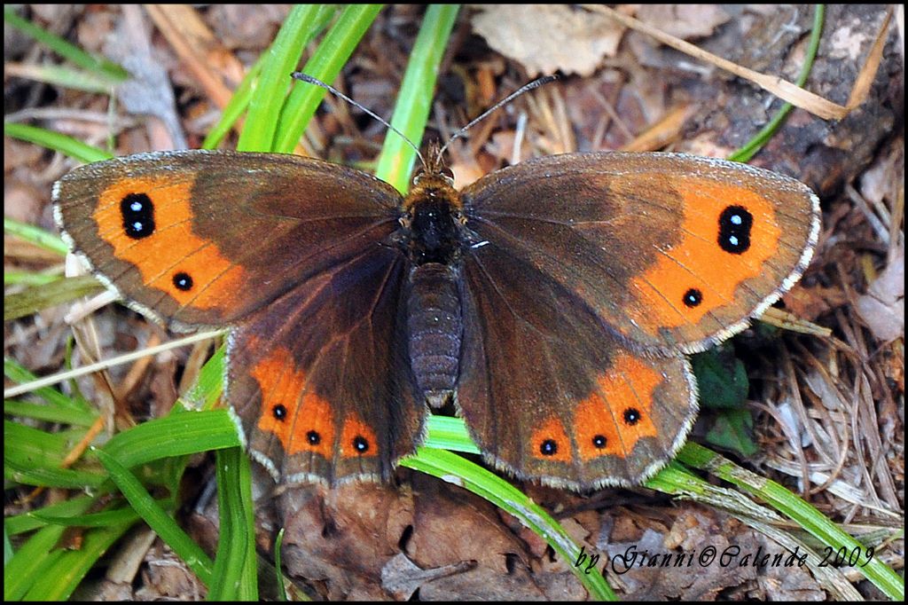 una conferma Erebia aethiops?